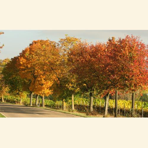 Foto `Mandelbäume im Herbstgewand`