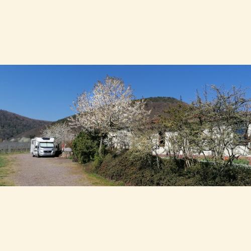 Foto `Idylle unterm blühenden Kirschbaum`